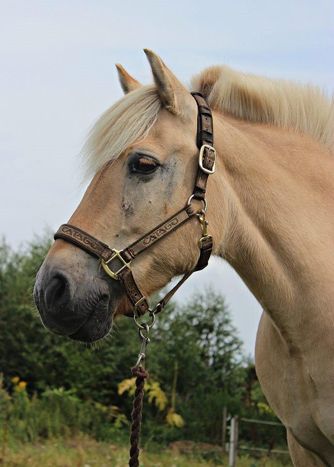 Fjordhest Vængets Mirabel <3 billede 16