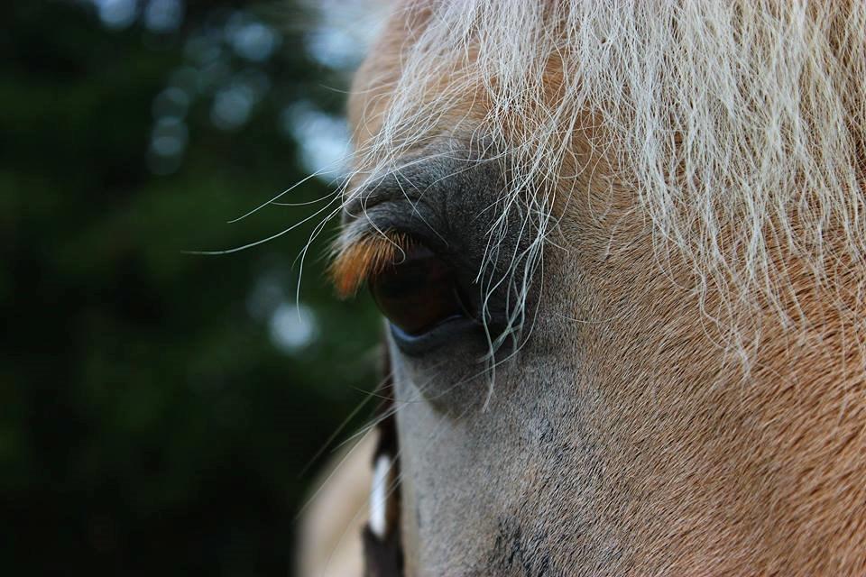 Fjordhest Vængets Mirabel <3 billede 13