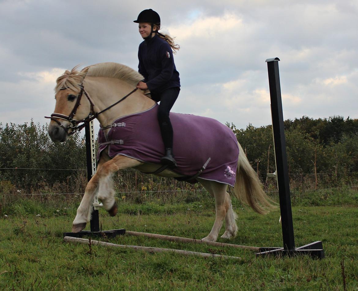 Fjordhest Vængets Mirabel <3 billede 19