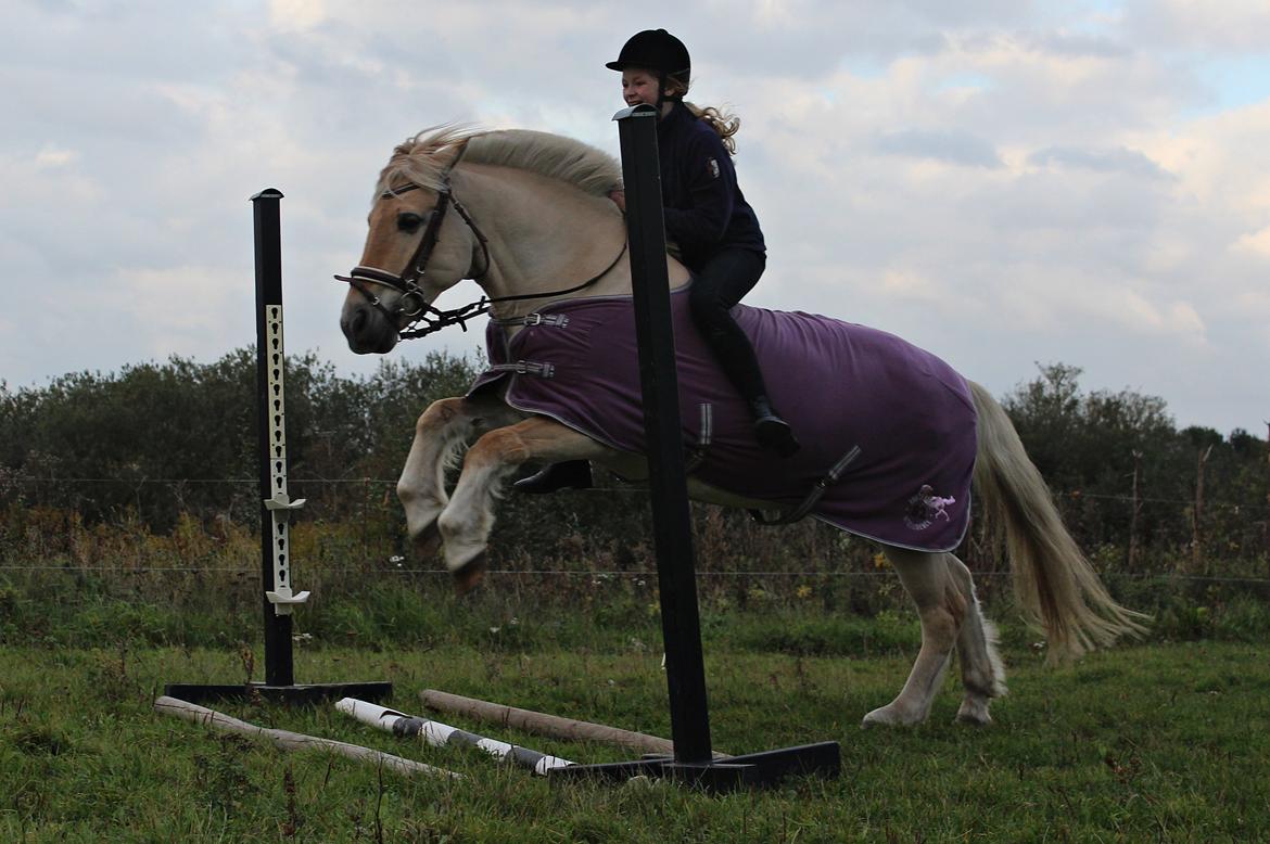 Fjordhest Vængets Mirabel <3 billede 20