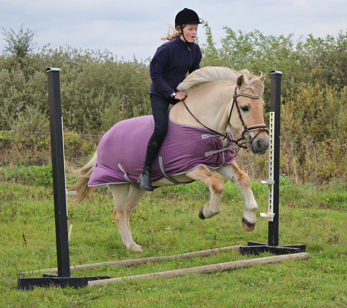 Fjordhest Vængets Mirabel <3 billede 17