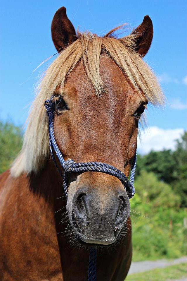 Shetlænder Team Memories Markus <3 - Velkommen til Bette ♥. billede 1