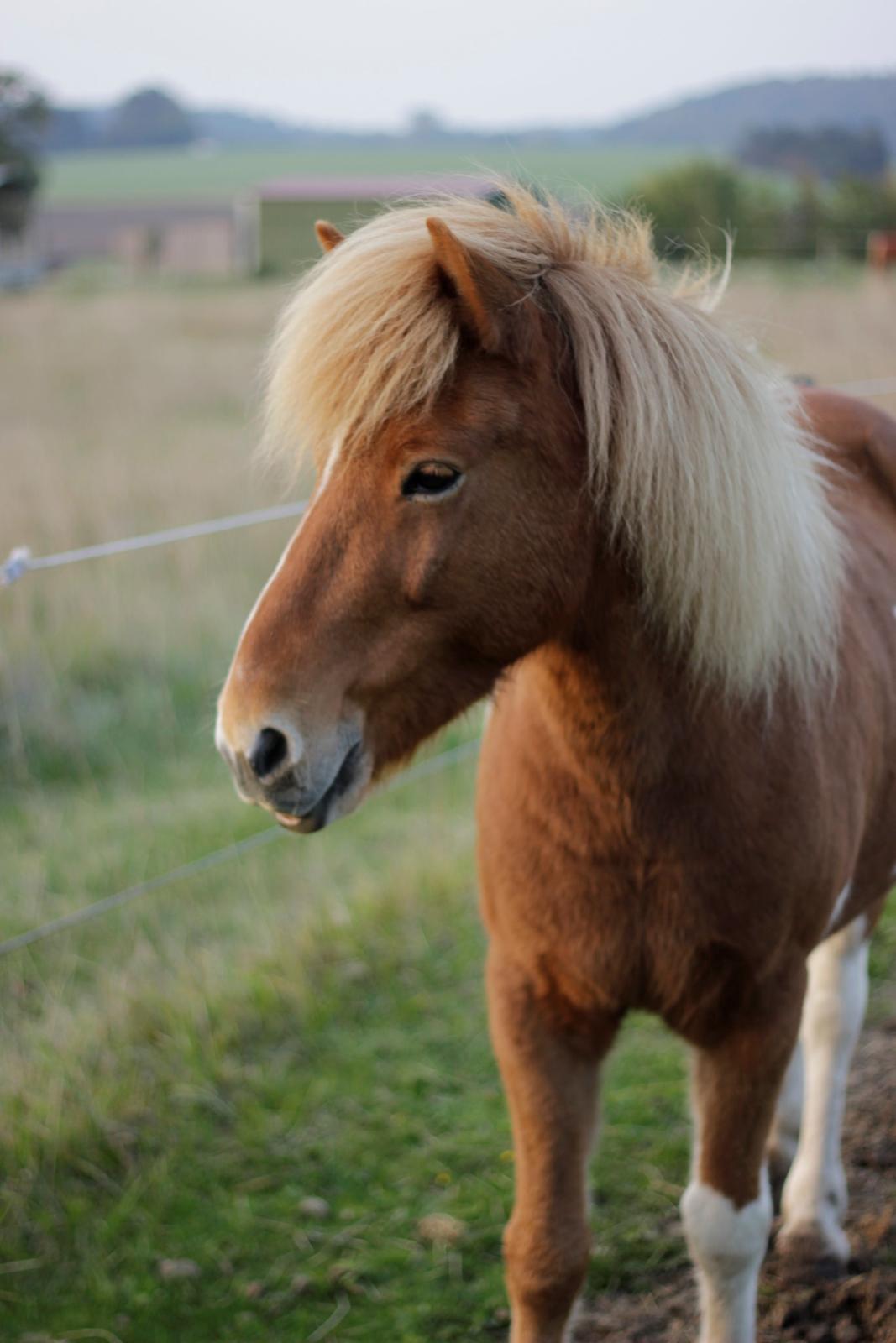 Islænder Drafnar - Han ligner altså en lille føllebølle nogle gange <3 billede 4