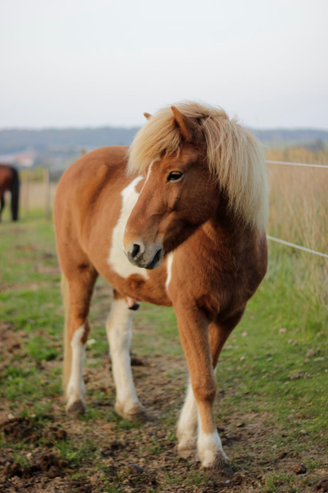 Islænder Drafnar billede 1
