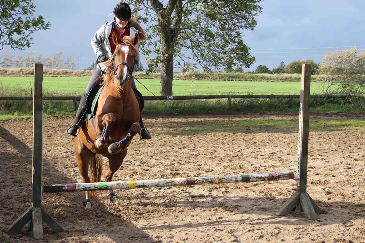 Anden særlig race Lille Nora - Spring træning d. 10-10-2014 billede 17