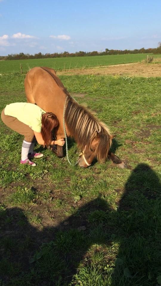 Islænder Magnus billede 15