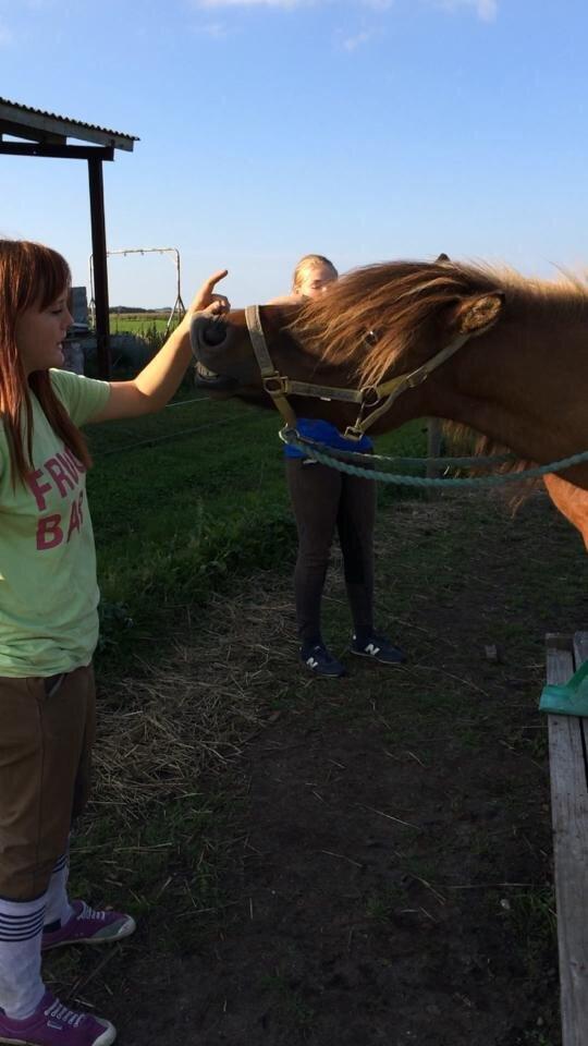 Islænder Magnus billede 14