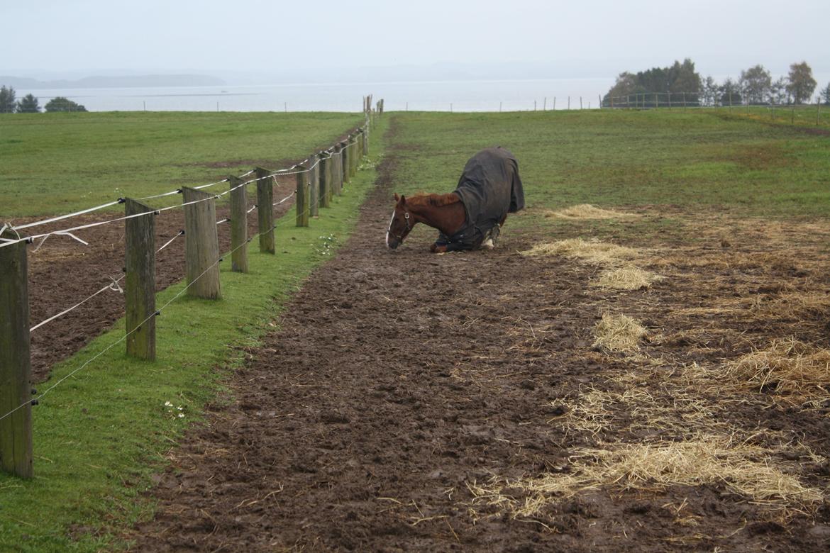 Dansk Varmblod Hopkins - Første gang på folden den skulle da lige indvies xD billede 3
