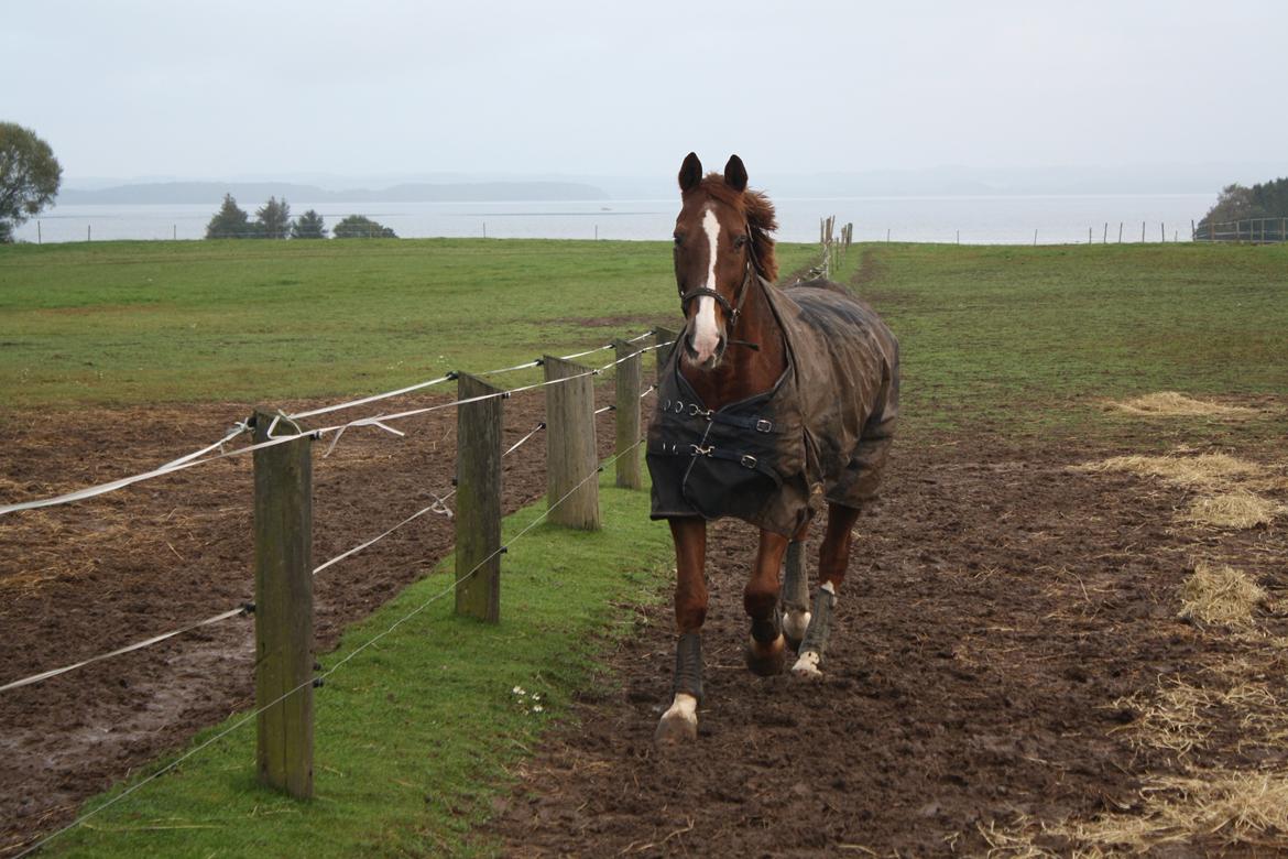 Dansk Varmblod Hopkins billede 7