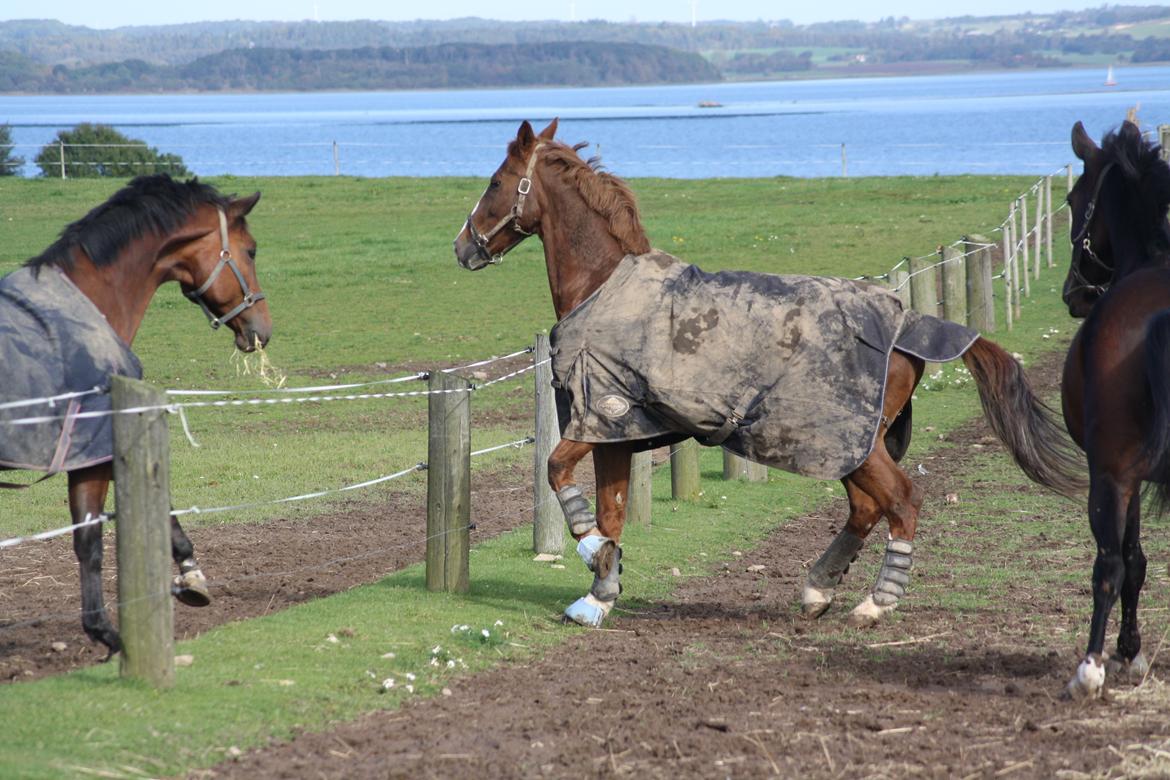 Dansk Varmblod Hopkins - Alle var rigtig interresserede i den nye dreng i klassen ;D billede 11