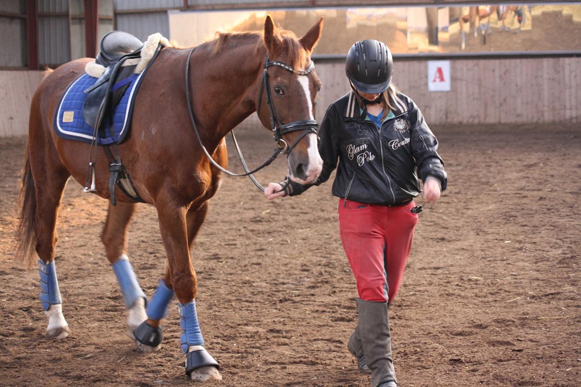 Dansk Varmblod Hopkins billede 8