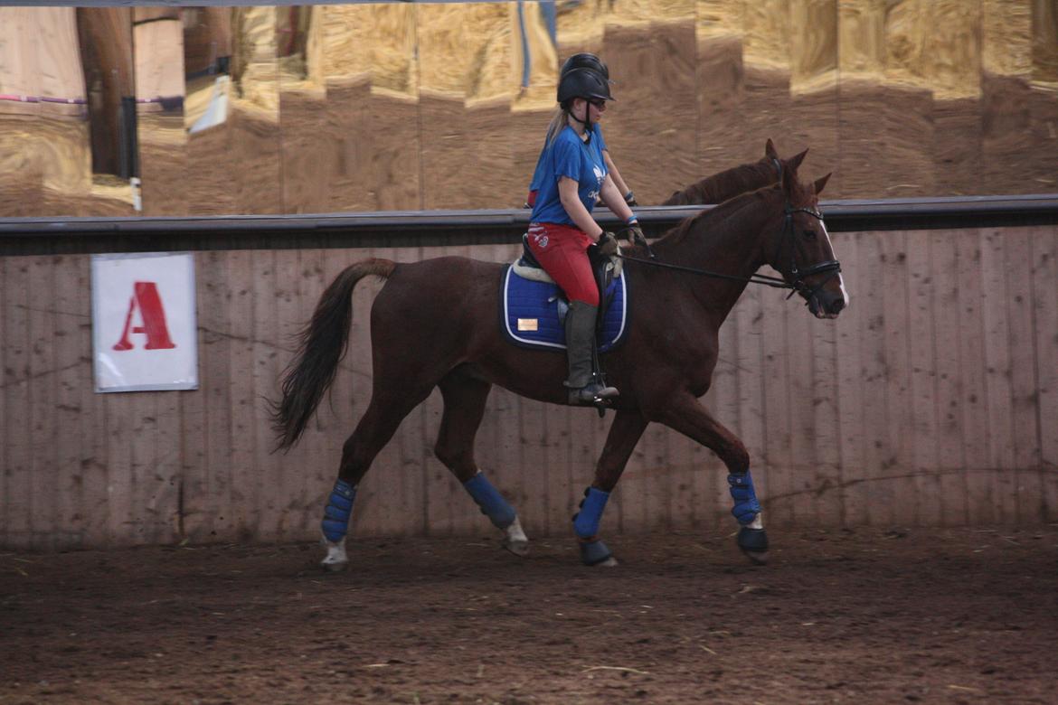 Dansk Varmblod Hopkins - Første gang på ryggen af ham siden vi fik ham.  billede 2