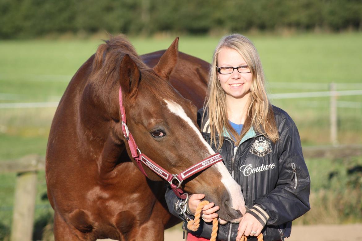 Dansk Varmblod Hopkins billede 12