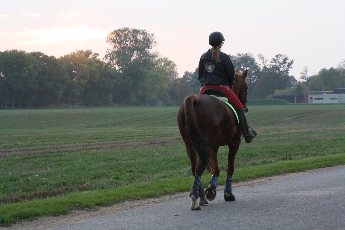 Dansk Varmblod Hopkins - Rigtig dejlig første tur på Hopkins xD billede 18