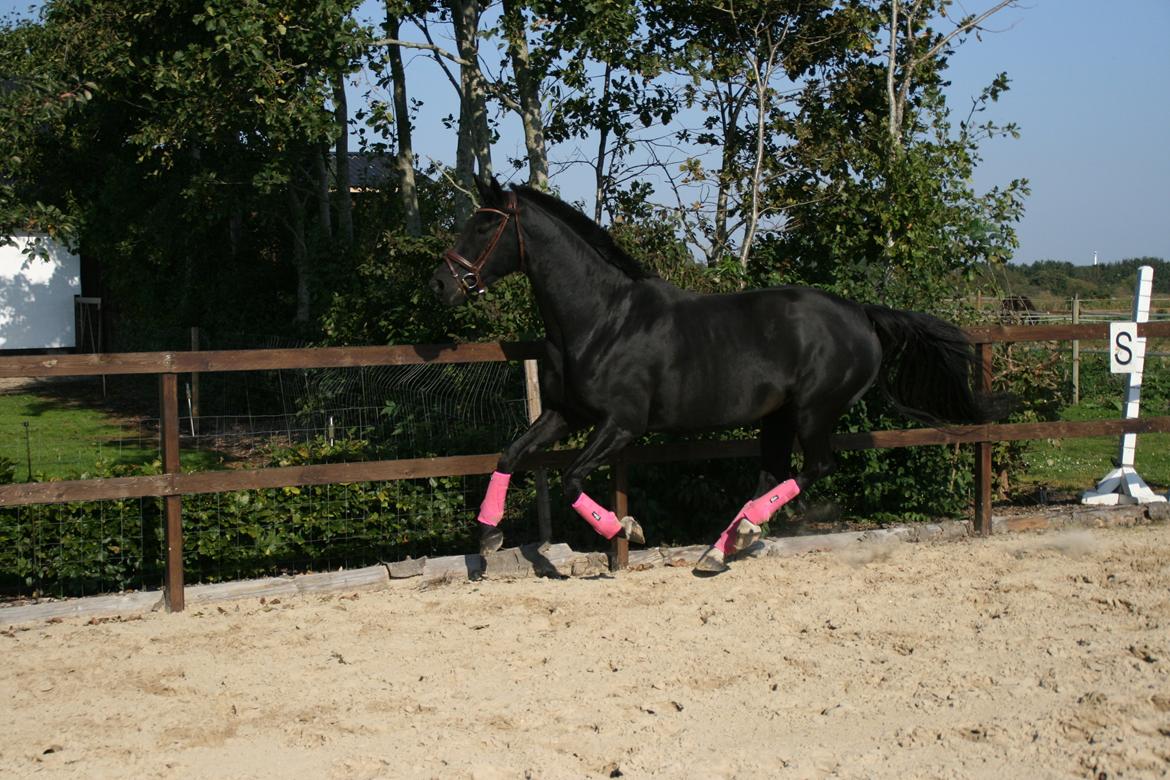 Dansk Varmblod Langagers Dooliwia billede 17