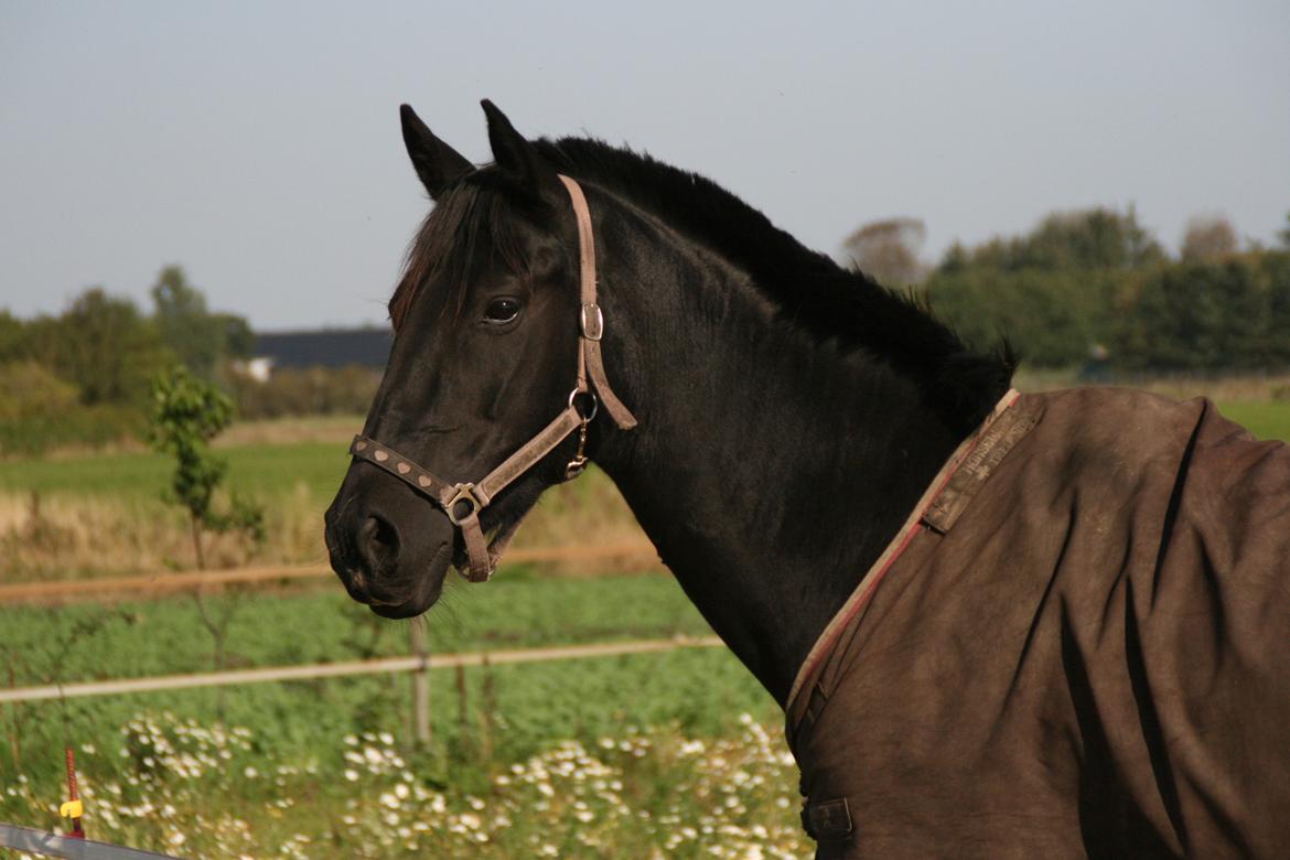 Dansk Varmblod Langagers Dooliwia billede 6