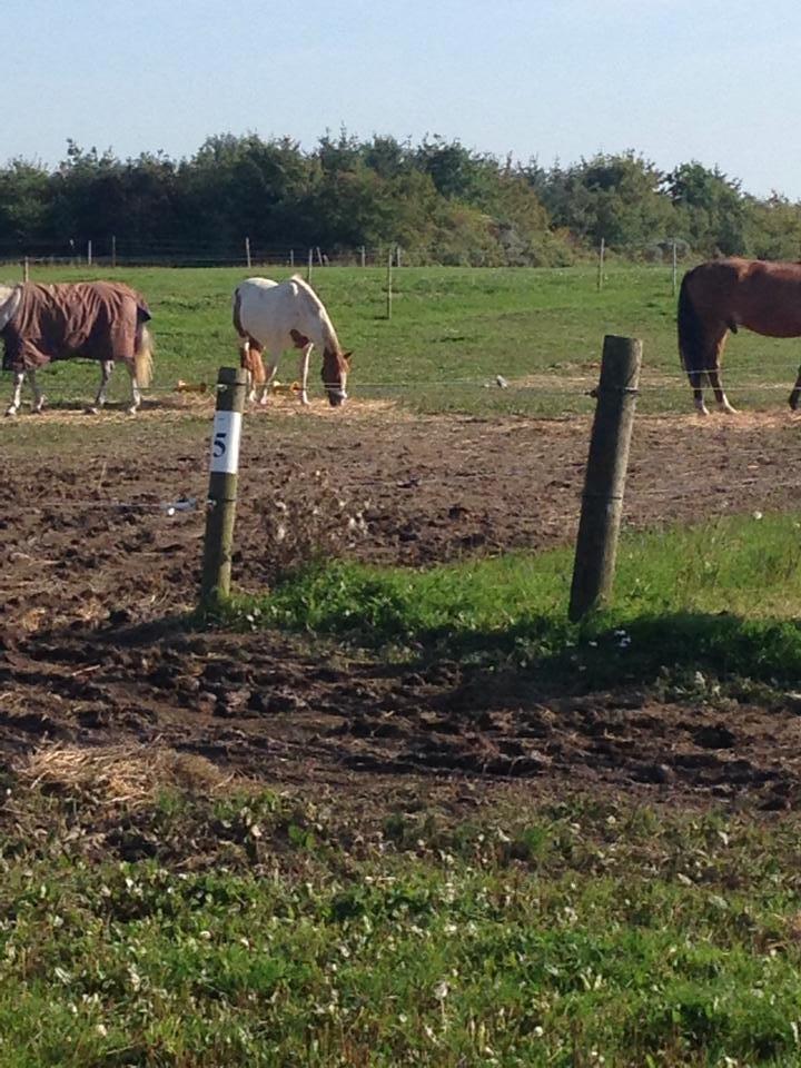 Anden særlig race Ramon (Monse) billede 20