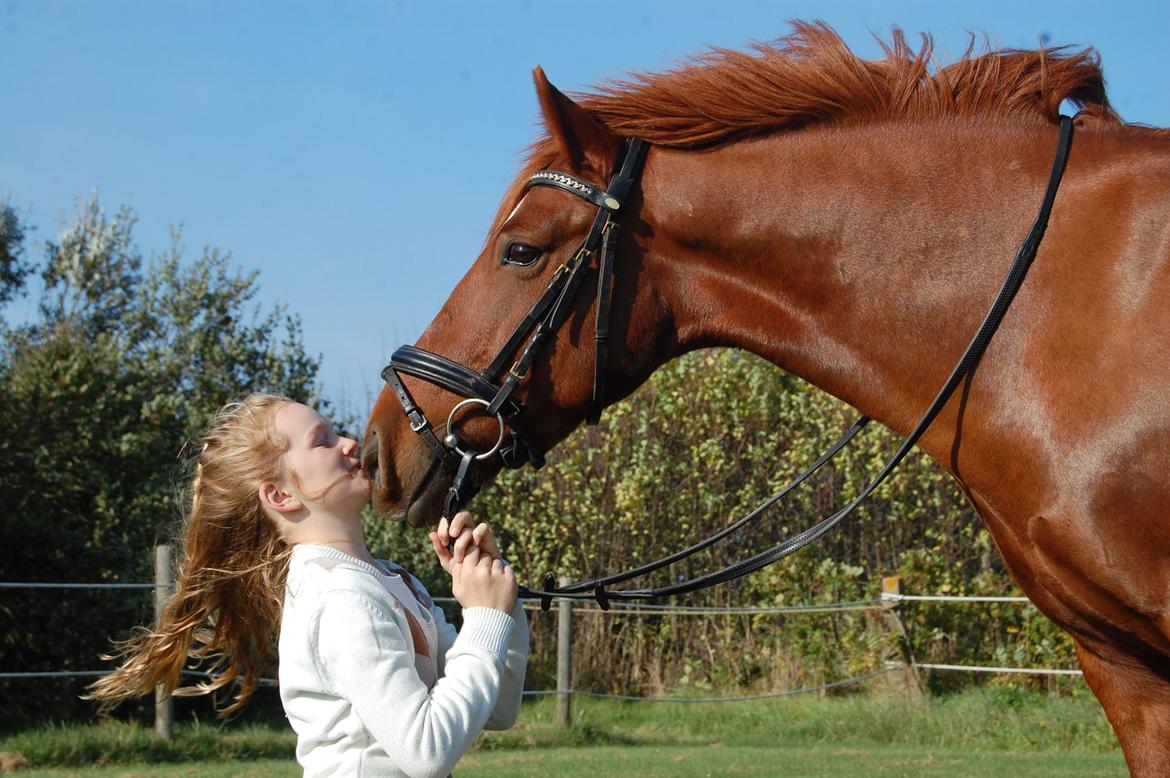 Anden særlig race Redstar billede 9