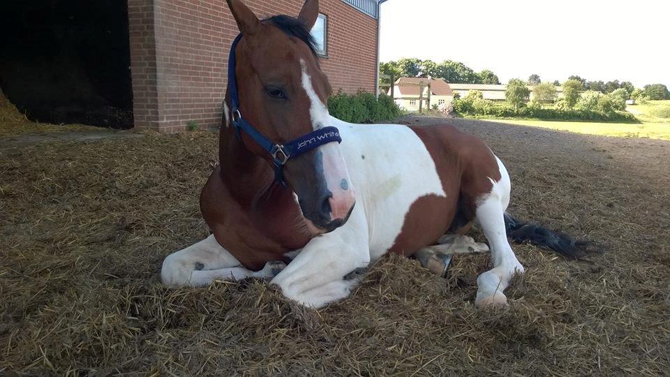 Pinto Sasja billede 14