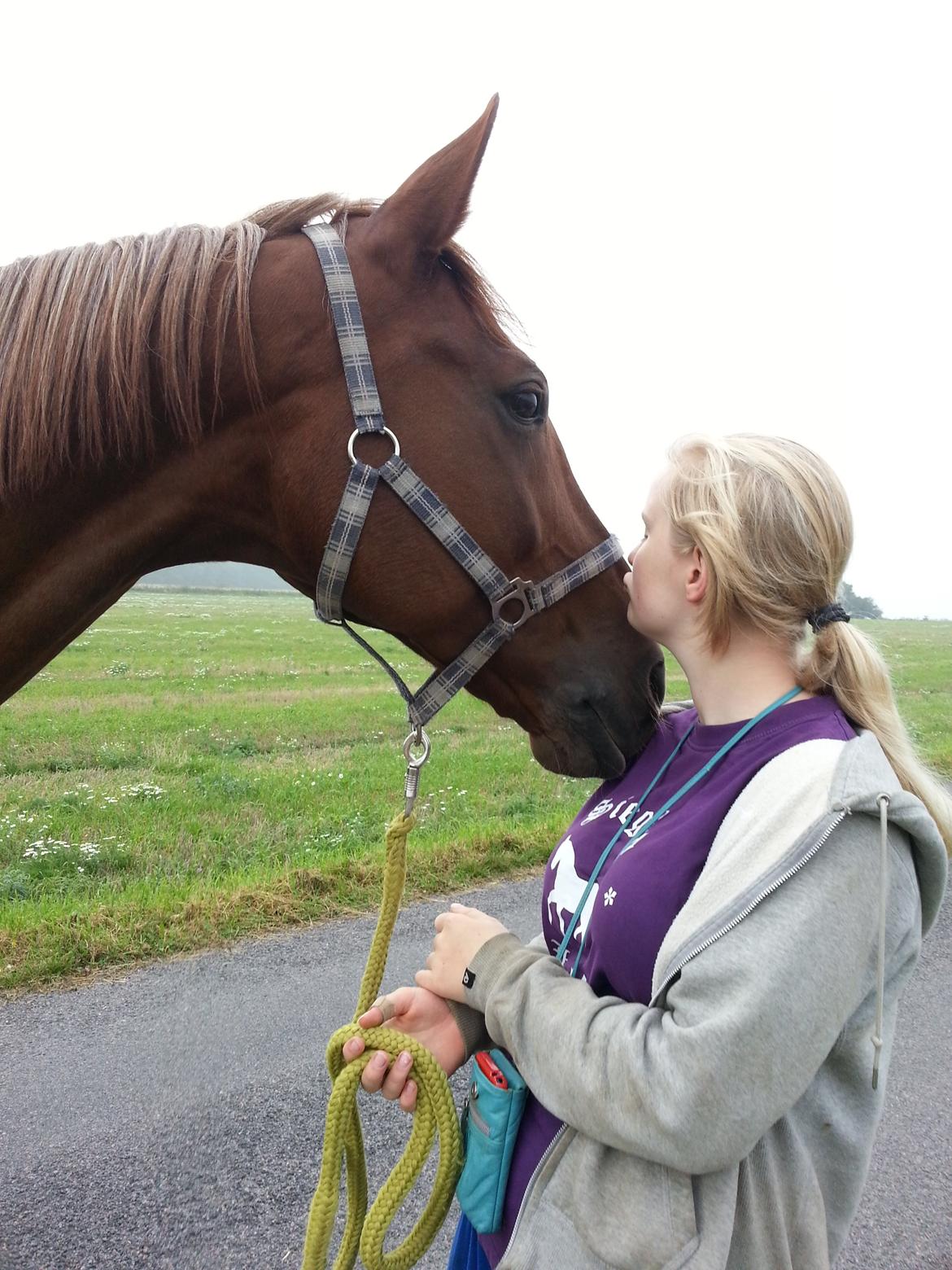 Dansk Varmblod Vortinggårds Aida *Hypse* 2001-2017 billede 19