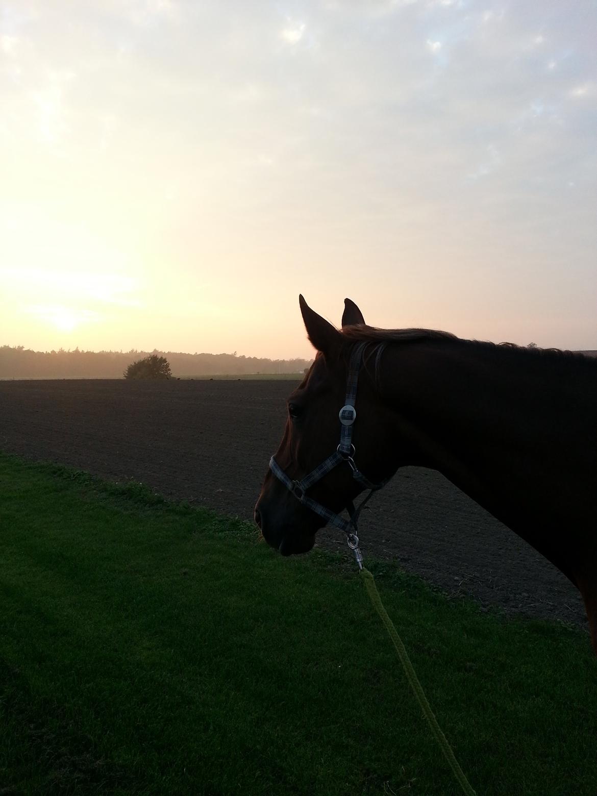 Dansk Varmblod Vortinggårds Aida *Hypse* 2001-2017 billede 15