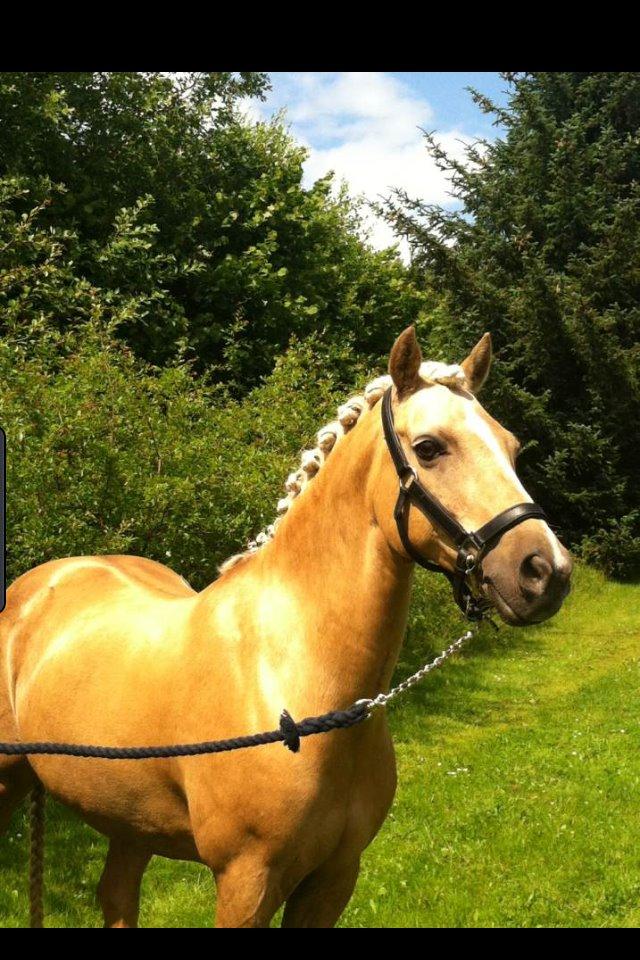 Hollandsk Sportspony Septun  A-PONY billede 16