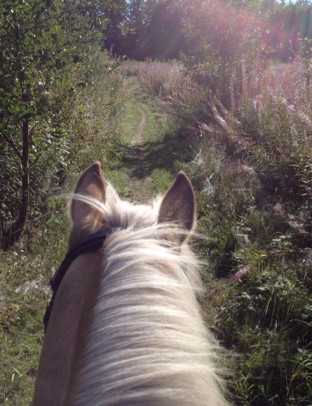 Hollandsk Sportspony Septun  A-PONY billede 14