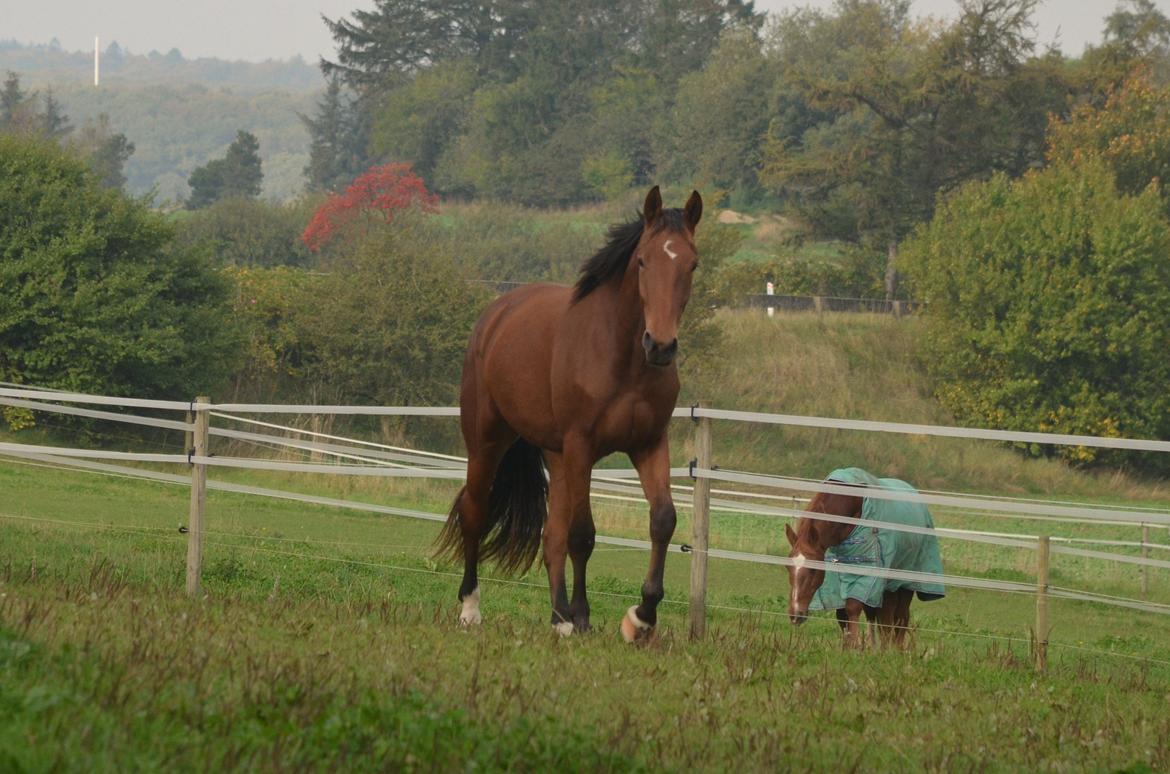 Oldenborg sønendervangs Dineco - d. 5 oktober 2014 billede 12