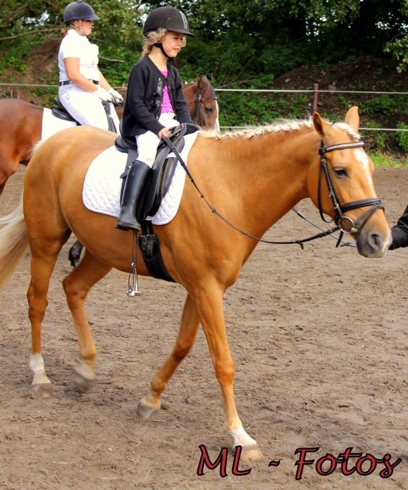 Palomino Maribos Mr Perfect billede 5