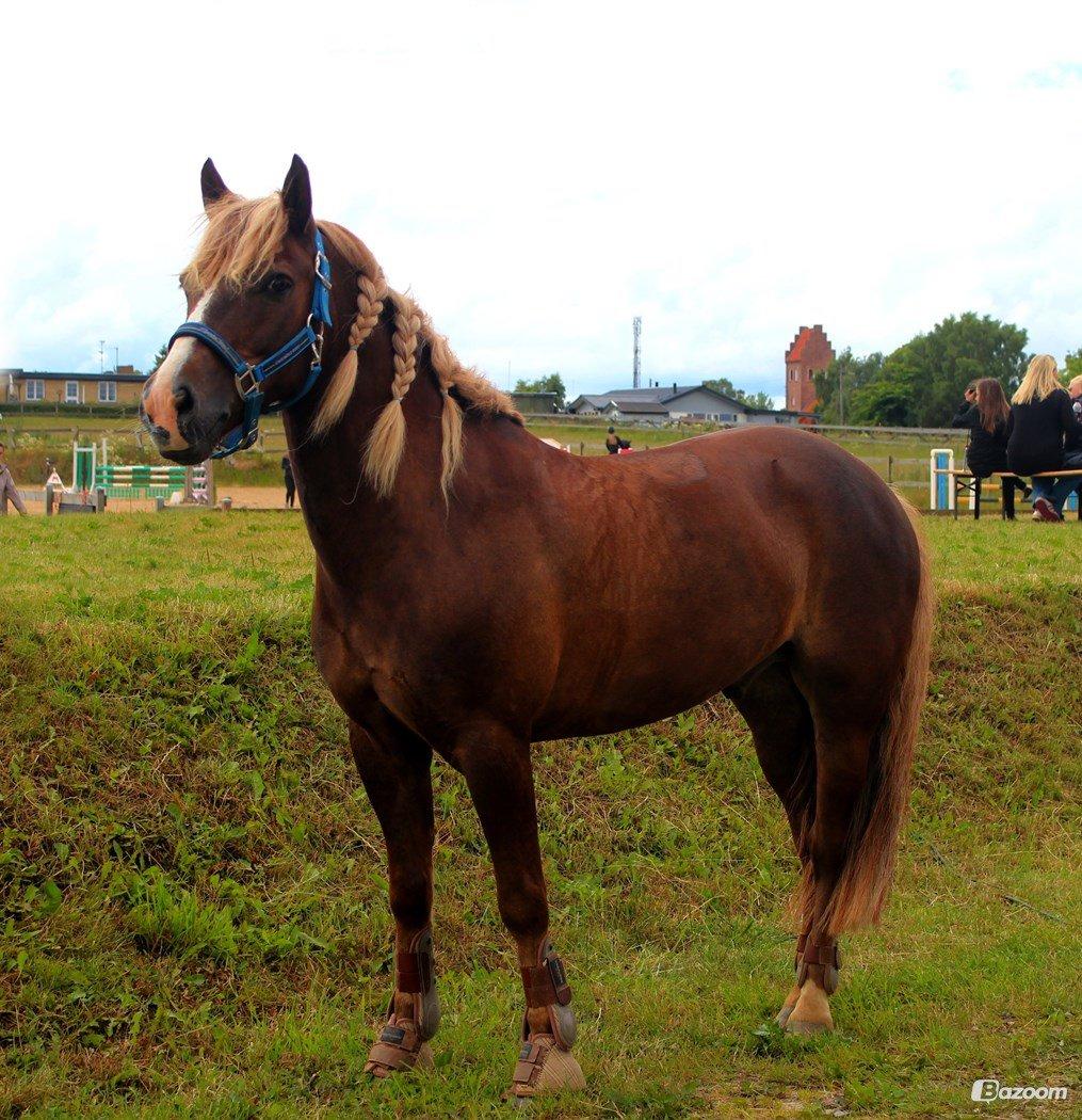 Anden særlig race Laban - My littel boy<3 billede 11