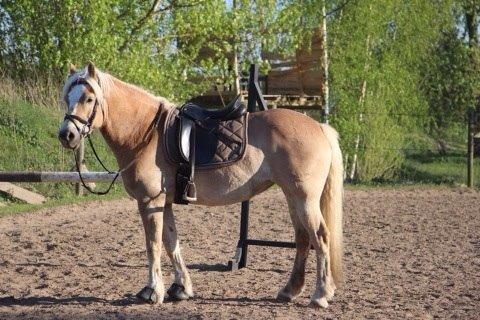 Haflinger Mirabell billede 2