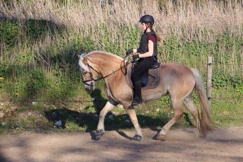 Haflinger Mirabell billede 1