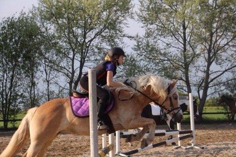 Haflinger Mirabell billede 4