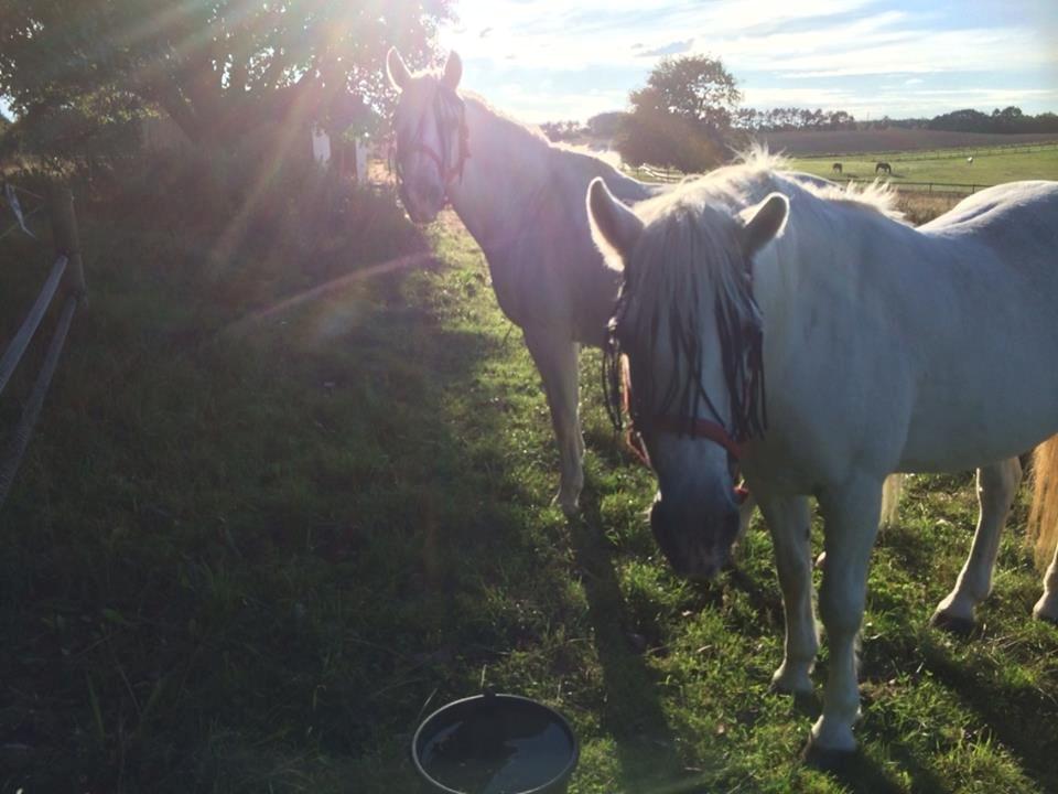 Connemara Frederiksminde Hazy Star billede 1