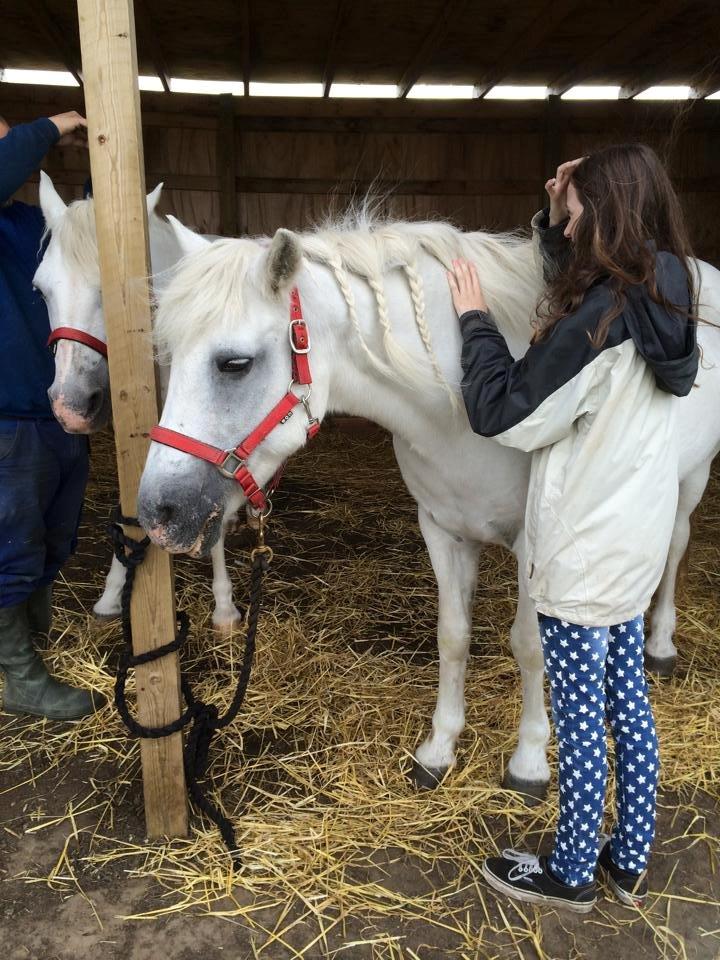 Connemara Frederiksminde Hazy Star billede 2