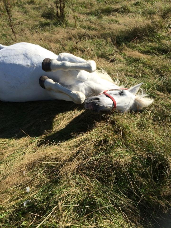 Connemara Frederiksminde Hazy Star billede 3