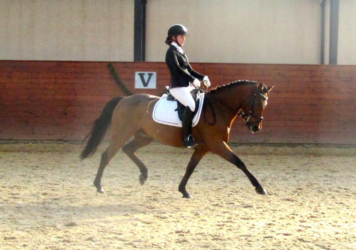 DSP Nikita billede 14