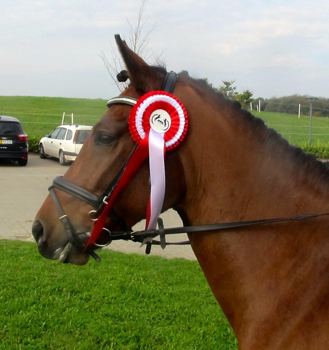 DSP Nikita billede 37