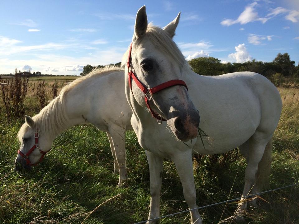 Connemara Veddinge merry mistress billede 1