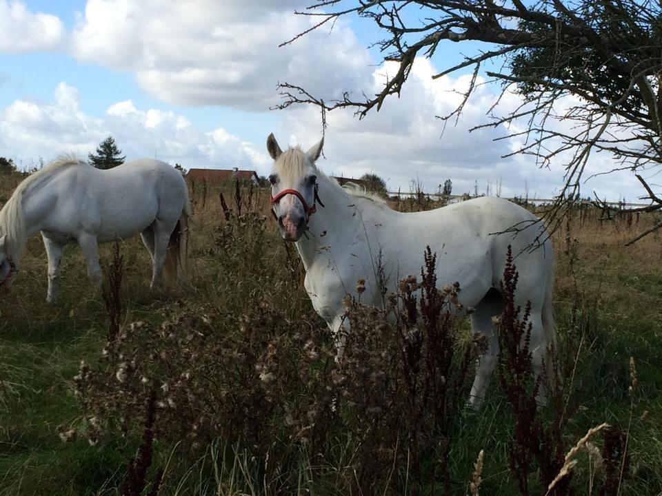 Connemara Veddinge merry mistress billede 2
