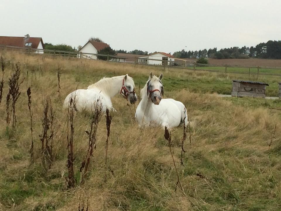 Connemara Veddinge merry mistress billede 3