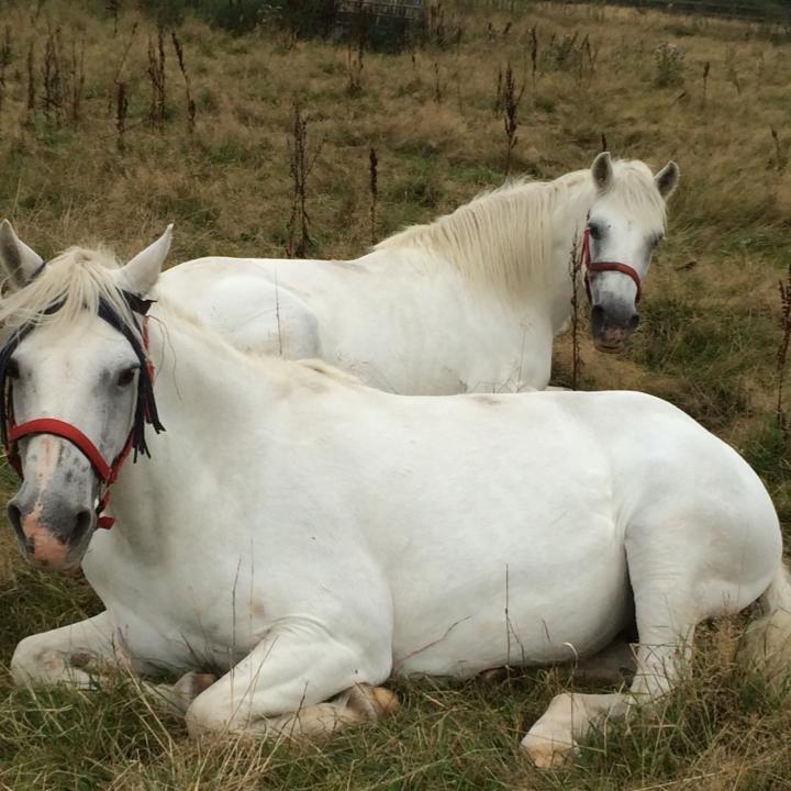 Connemara Veddinge merry mistress billede 5