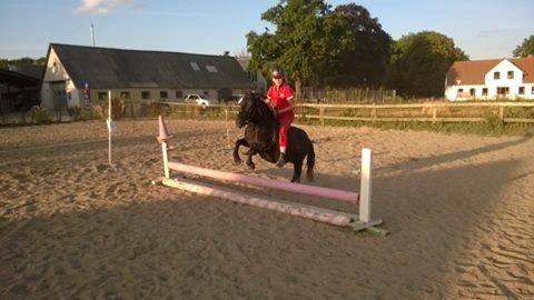 Shetlænder Ringemarkens Duchess billede 1