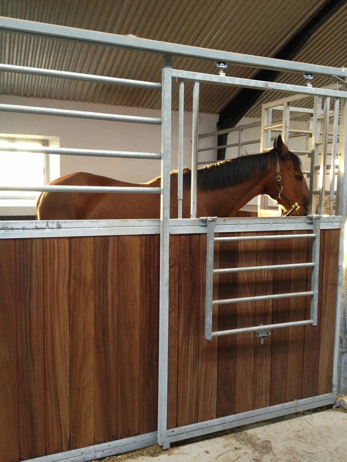 Hollandsk Varmblod Ruby - I hendes nye stald :) billede 12
