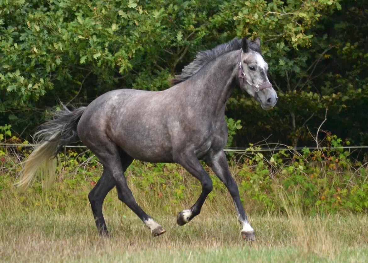 Dansk Varmblod Lillegårdens Cobra billede 3