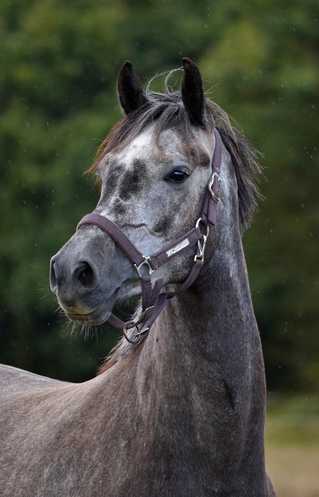 Dansk Varmblod Lillegårdens Cobra billede 1