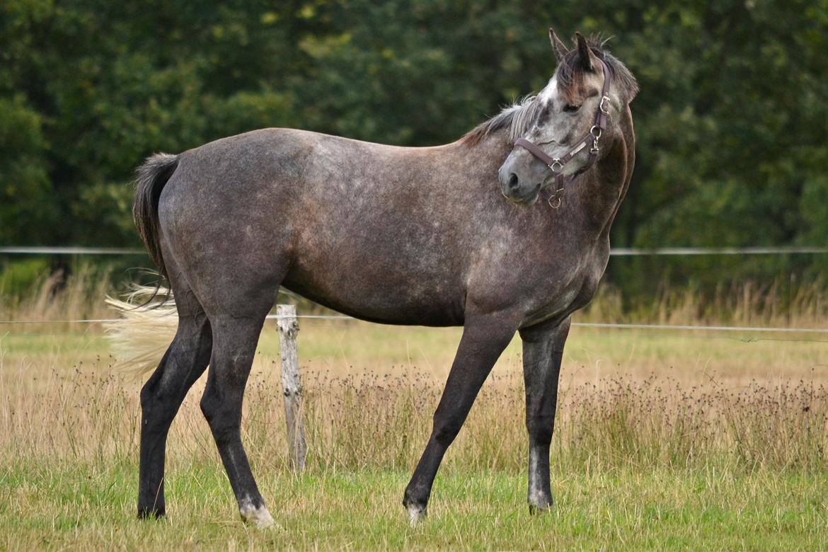 Dansk Varmblod Lillegårdens Cobra billede 5