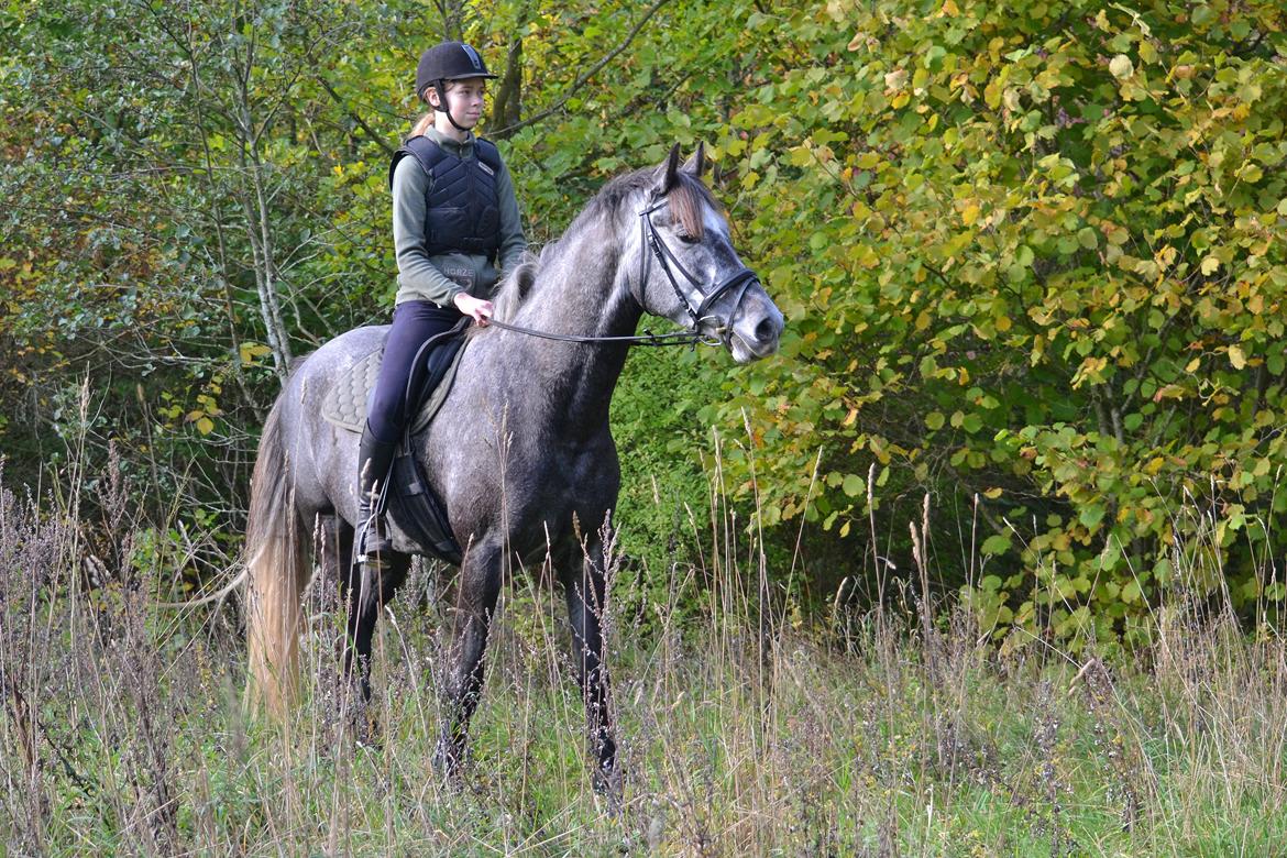 Dansk Varmblod Lillegårdens Cobra billede 8