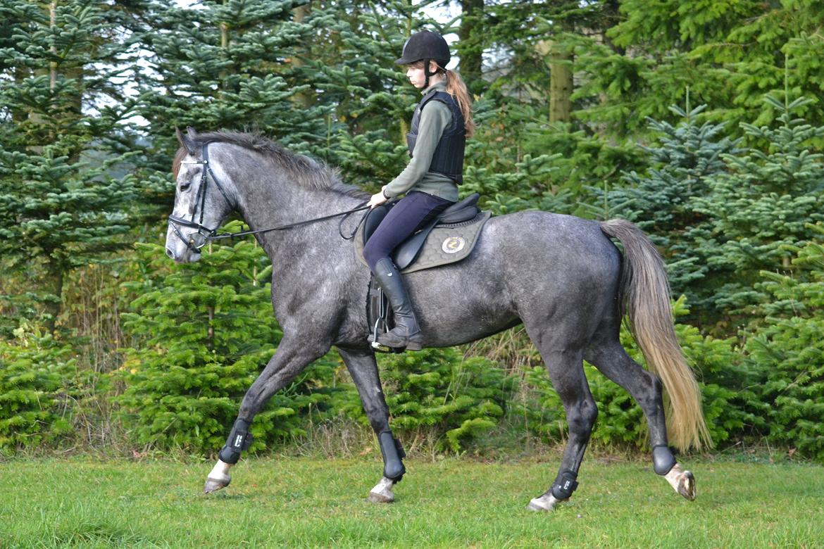 Dansk Varmblod Lillegårdens Cobra billede 4