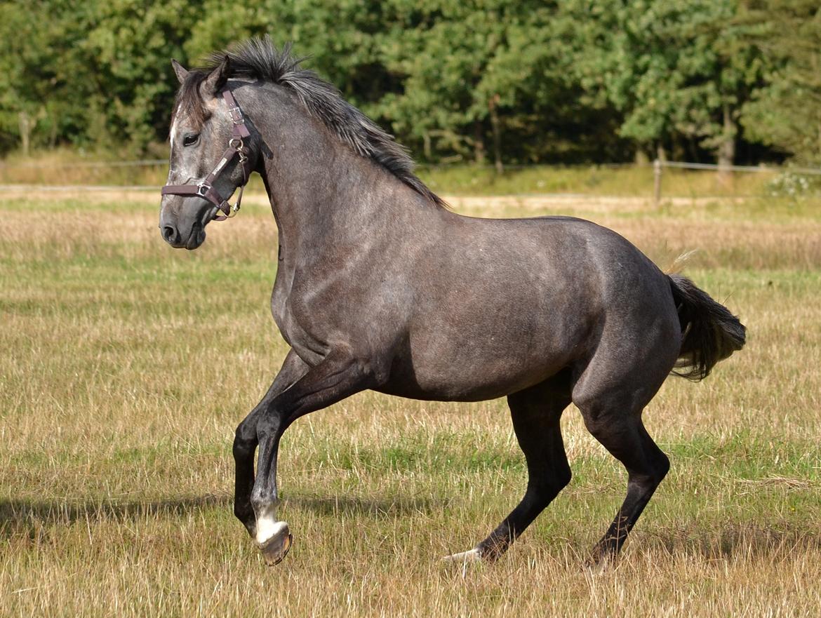 Dansk Varmblod Lillegårdens Cobra billede 9